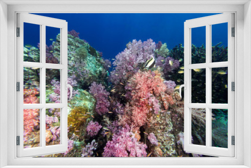 Fototapeta Naklejka Na Ścianę Okno 3D - Colorful soft coral under the sea