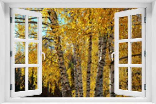 Fototapeta Naklejka Na Ścianę Okno 3D - Golden autumn. Sunny day. Birch Grove.