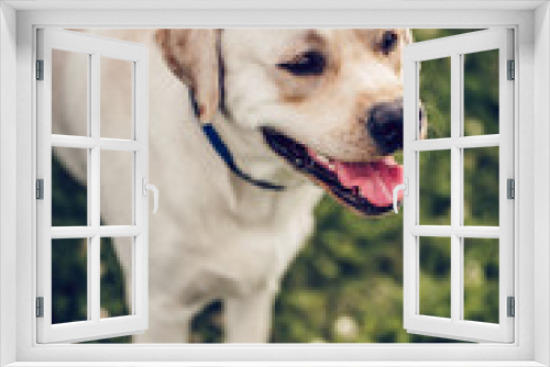 Fototapeta Naklejka Na Ścianę Okno 3D - Dog labrador retriever