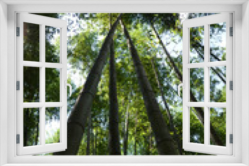 Fototapeta Naklejka Na Ścianę Okno 3D - Kyoto - Foresta di Bambù