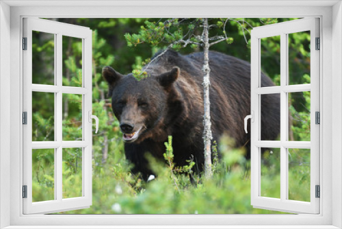 Fototapeta Naklejka Na Ścianę Okno 3D - Wild brown bear (Ursus arctos)