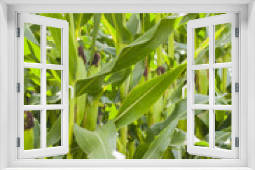 Fototapeta Naklejka Na Ścianę Okno 3D - selective focus picture of organic young corn at agriculture field 