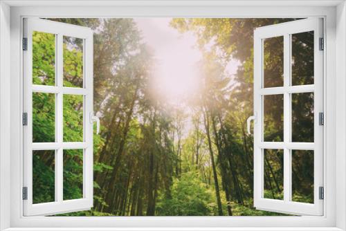 Fototapeta Naklejka Na Ścianę Okno 3D - Summer Mixed Forest Trees Woods To Canopy. Bottom View Wide Angle