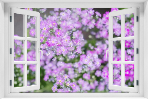 Fototapeta Naklejka Na Ścianę Okno 3D - Pink cosmos flower. Plant and garden.
