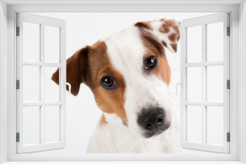 Fototapeta Naklejka Na Ścianę Okno 3D - Closeup Jack Russell Terrier