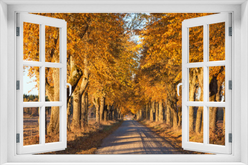 Fototapeta Naklejka Na Ścianę Okno 3D - Country road with trees in autumn