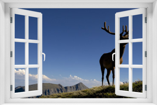 Fototapeta Naklejka Na Ścianę Okno 3D - Young bull elk in Rock Mountain National Park, Colorado.
