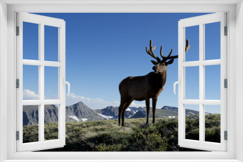 Fototapeta Naklejka Na Ścianę Okno 3D - Young bull elk along trail ridge road in Rocky Mountain National Park, Colorado.