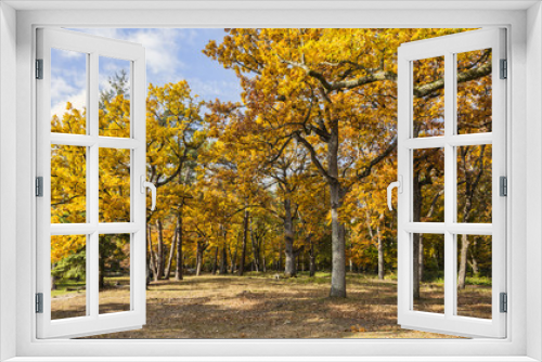 Fototapeta Naklejka Na Ścianę Okno 3D - Yellow Autumn Forest