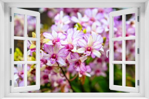 Fototapeta Naklejka Na Ścianę Okno 3D - pink orchid in nature