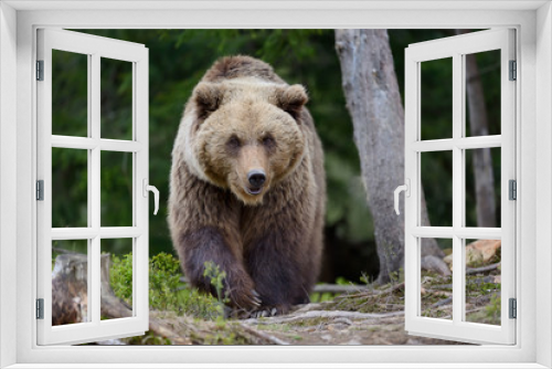 Fototapeta Naklejka Na Ścianę Okno 3D - Brown bear in the forest