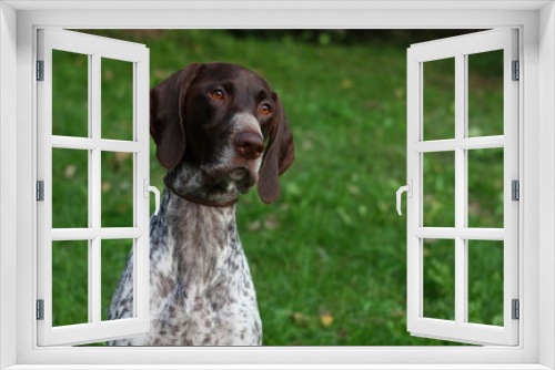 Fototapeta Naklejka Na Ścianę Okno 3D - German shorthaired pointer, close up portrait of beautiful hunting dog. Purebred spotty white and brown dog on textured green background