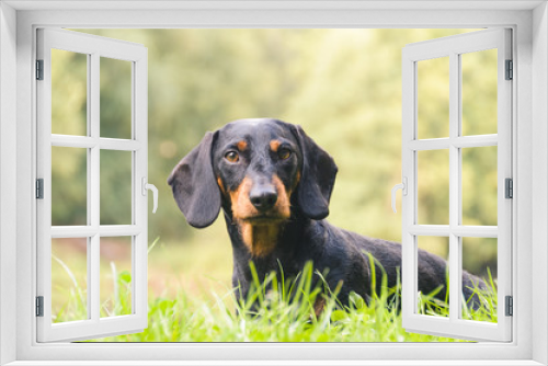 Fototapeta Naklejka Na Ścianę Okno 3D - Portrait dachshund in nature