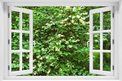 Fototapeta Naklejka Na Ścianę Okno 3D - Beautiful jasmine flower