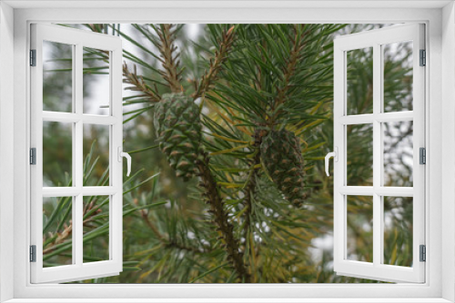 Fototapeta Naklejka Na Ścianę Okno 3D - Pine bumps
