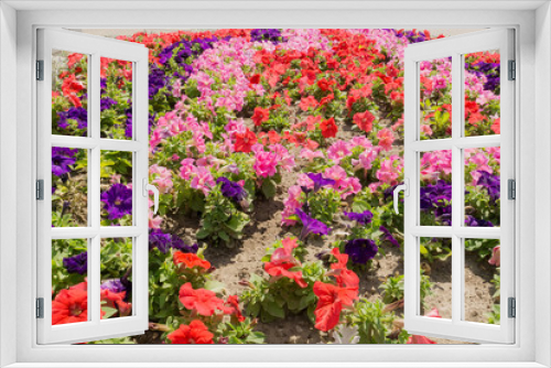 Fototapeta Naklejka Na Ścianę Okno 3D - Colorful Petunia Flowers