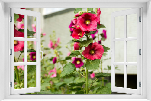 Fototapeta Naklejka Na Ścianę Okno 3D - Red Mallow Flowers