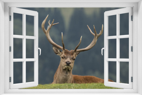 Fototapeta Naklejka Na Ścianę Okno 3D - Red Deer