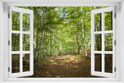 Fototapeta Naklejka Na Ścianę Okno 3D - open forest