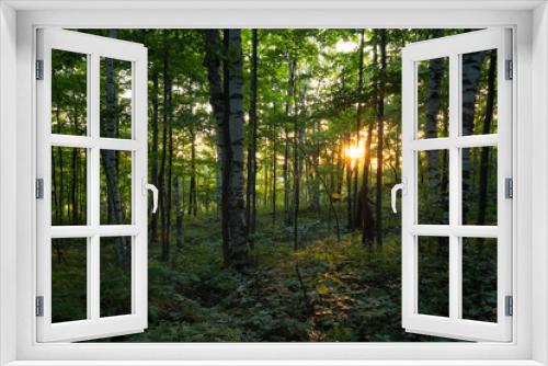 Fototapeta Naklejka Na Ścianę Okno 3D - Sunset in the Forest