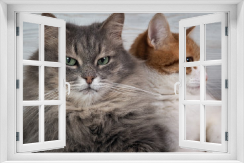 Fototapeta Naklejka Na Ścianę Okno 3D - Close up of two cats