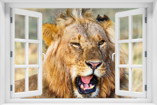 Fototapeta Naklejka Na Ścianę Okno 3D - Closeup of a male lion that roars