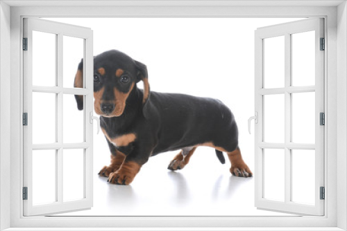 Fototapeta Naklejka Na Ścianę Okno 3D - adorable male dachshund puppy
