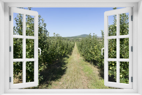 Fototapeta Naklejka Na Ścianę Okno 3D - Apple garden view