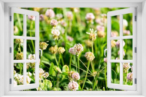 Fototapeta Naklejka Na Ścianę Okno 3D - White flowers on a clover