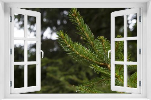 Fototapeta Naklejka Na Ścianę Okno 3D - Pines wet with dew