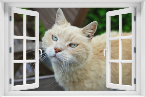 Fototapeta Naklejka Na Ścianę Okno 3D - vieux chat matou dans jardin
