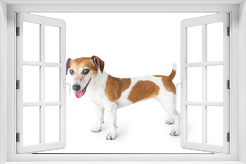 Fototapeta Naklejka Na Ścianę Okno 3D - Profile of small cute smiling dog Jack Russell terrier. White background