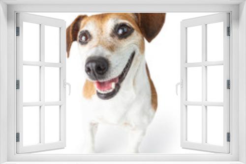 Fototapeta Naklejka Na Ścianę Okno 3D - Happy smiling dog portrait . White background. gazing cheerfully at the camera