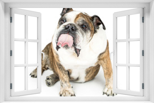 Fototapeta Naklejka Na Ścianę Okno 3D - Funny Bulldog With Tongue Sticking Out