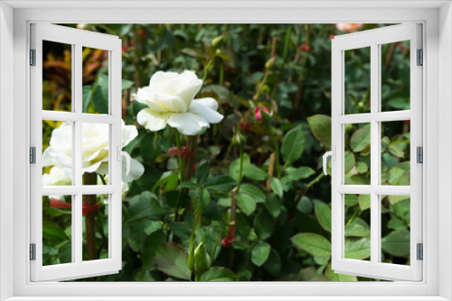 Fototapeta Naklejka Na Ścianę Okno 3D - white rose in the garden