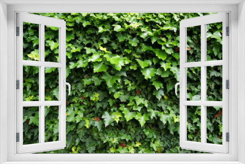 Fototapeta Naklejka Na Ścianę Okno 3D - Ivy (Hedera). Natural green background.