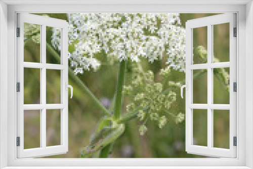 Fototapeta Naklejka Na Ścianę Okno 3D - Wiesen-Bärenklau (Heracleum sphondylium), Gemeine Bärenklau, Blüten
