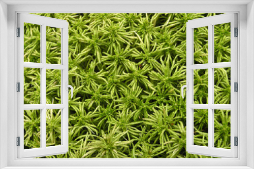 Fototapeta Naklejka Na Ścianę Okno 3D - moss background