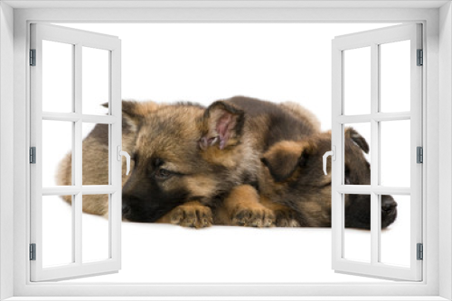 Fototapeta Naklejka Na Ścianę Okno 3D - German shepherds puppys isolated