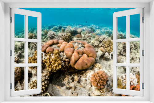 Fototapeta Naklejka Na Ścianę Okno 3D - Coral garden in red sea, Marsa Alam, Egypt
