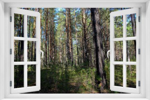Fototapeta Naklejka Na Ścianę Okno 3D - pinery forest landscape, through pine needles on the ground peep berries and mushrooms, low bushes