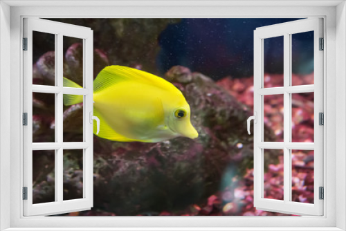 Fototapeta Naklejka Na Ścianę Okno 3D - bright yellow tropical fish