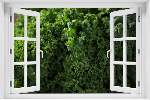 Fototapeta Naklejka Na Ścianę Okno 3D - Close-up of kale