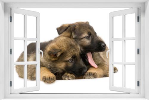Fototapeta Naklejka Na Ścianę Okno 3D - German shepherds puppys