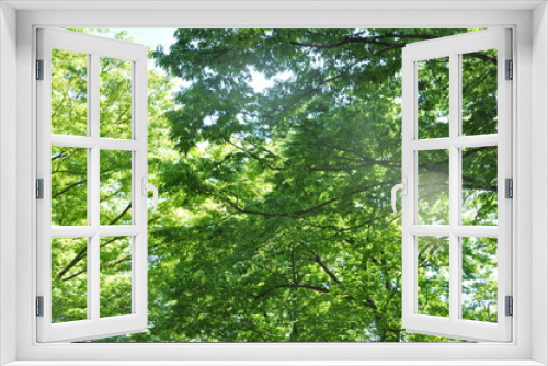 Fototapeta Naklejka Na Ścianę Okno 3D - 緑