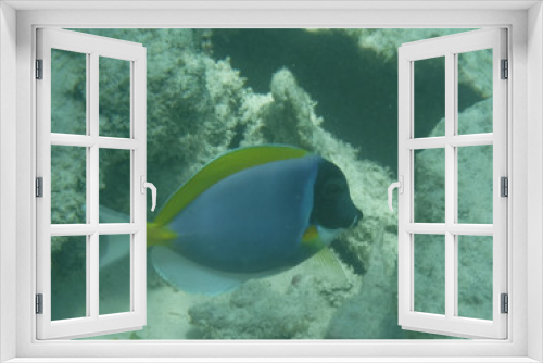 Fototapeta Naklejka Na Ścianę Okno 3D - Mnemba Atoll, Sansibar 2