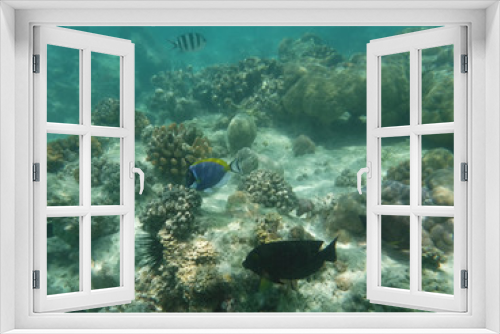 Fototapeta Naklejka Na Ścianę Okno 3D - Mnemba Atoll, Sansibar 3