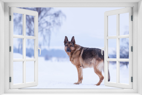 Fototapeta Naklejka Na Ścianę Okno 3D - Deutscher Schäferhund im Schnee