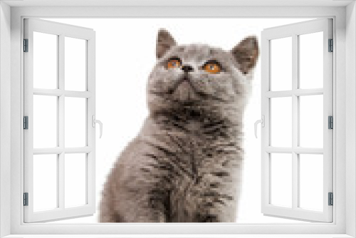 Fototapeta Naklejka Na Ścianę Okno 3D - gray kitten isolated