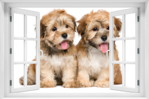 Fototapeta Naklejka Na Ścianę Okno 3D - Two cute sitting havanese puppies